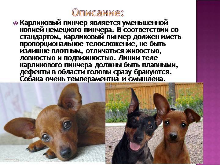 Пинчеры: 5 породы собак, которые входят в группу с описанием и фото.