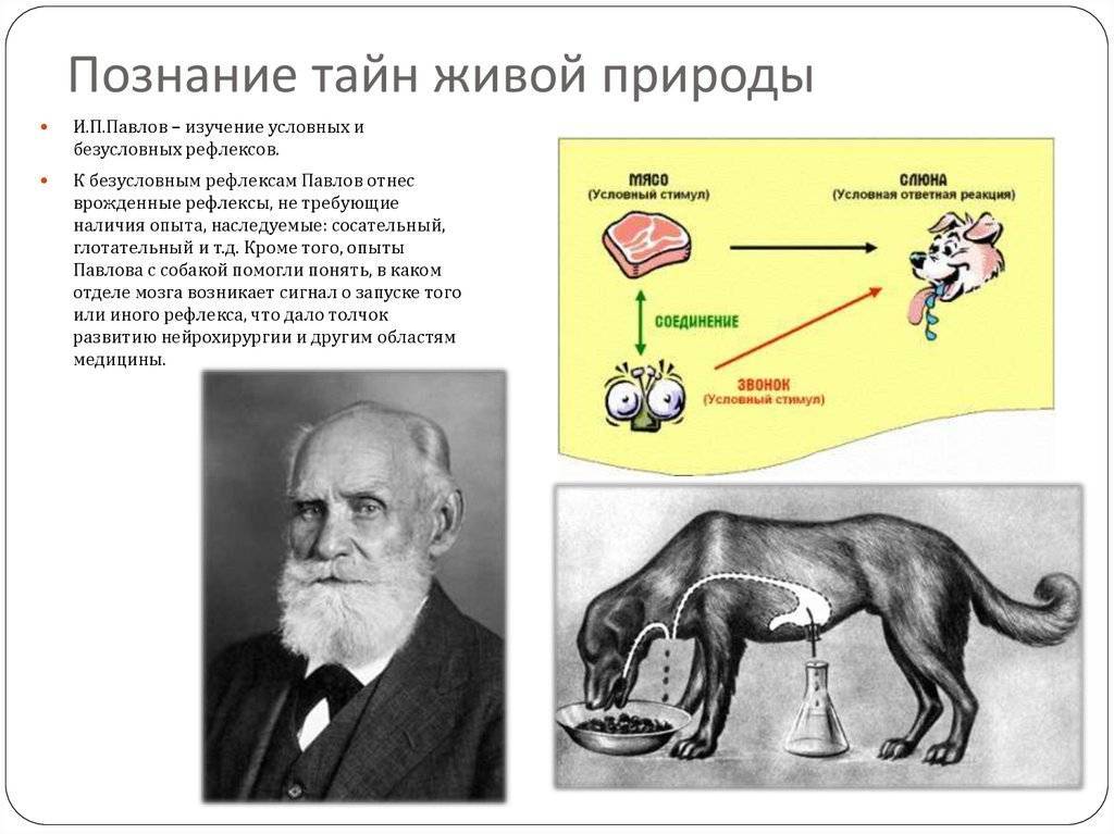 Собака павлова: что это такое? (результат эксперимента)
