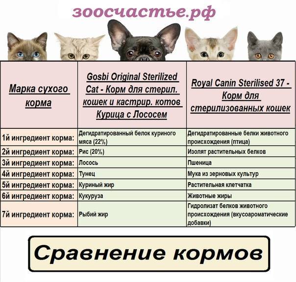 Сравнение кормов для кошек