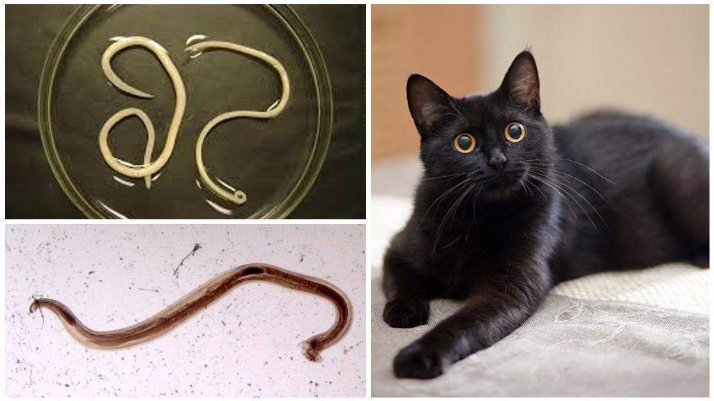 Фото глистов у кошек - какие паразиты живут у кошачьих