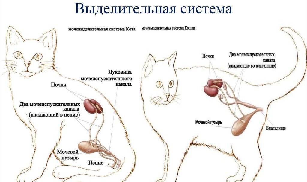 Кровь в моче у кошки: причины и лечение