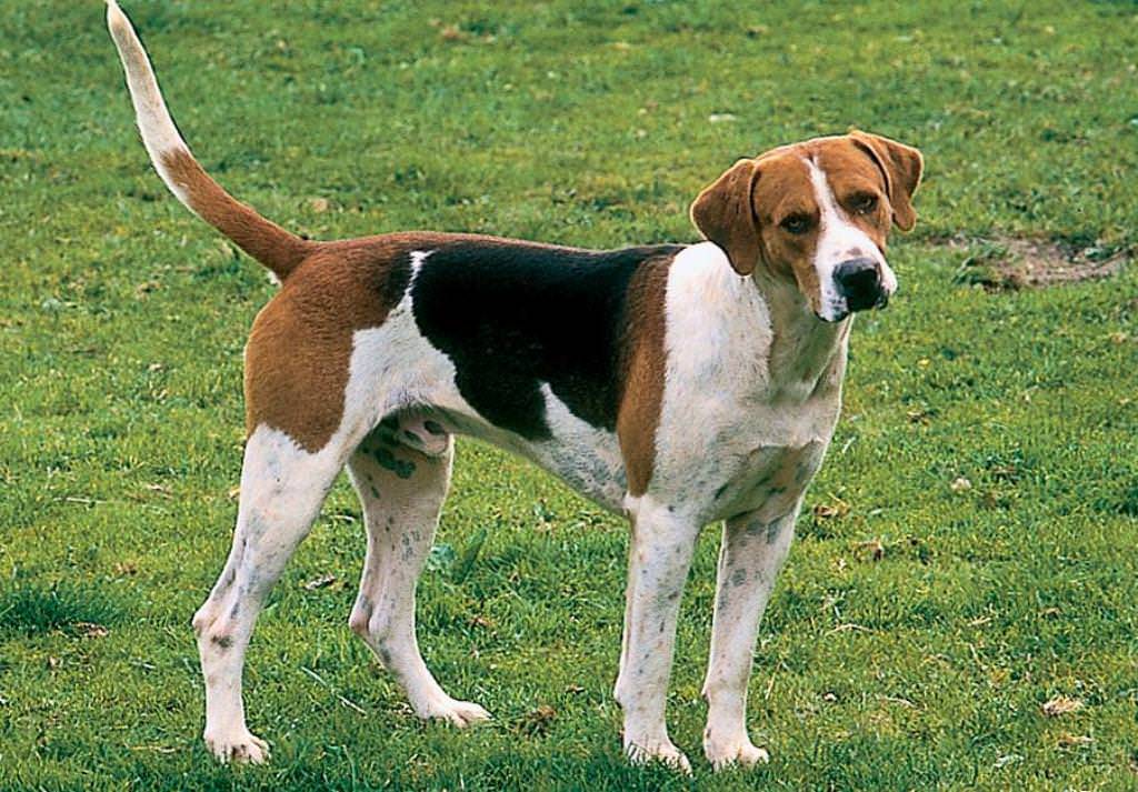 Разновидности собаки породы бигль, окрасы и стандарты