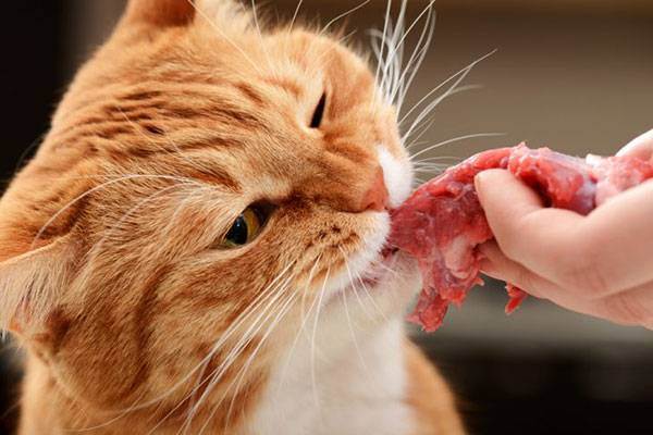 Как правильно перевести кошку с натурального корма на сухой, можно ли смешивать