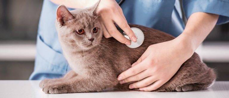 Кошка чихает: причины и лечение в домашних условиях