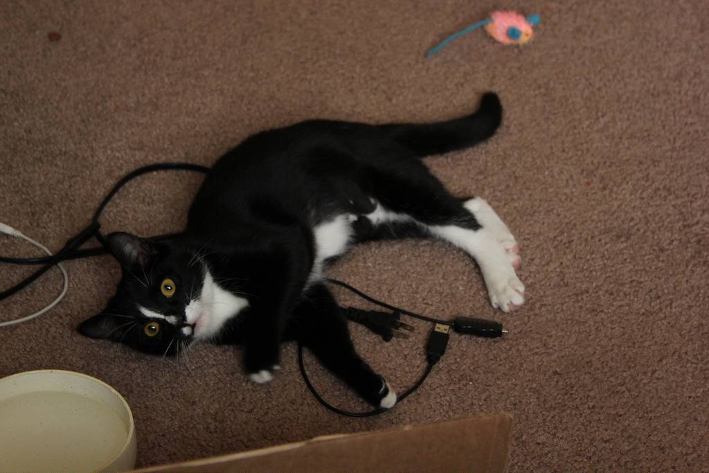Как отучить кошку грызть провода - проверенные способы