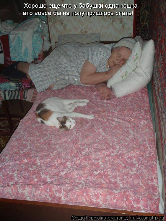 Коты мешают ночью спать: что делать, основные причины