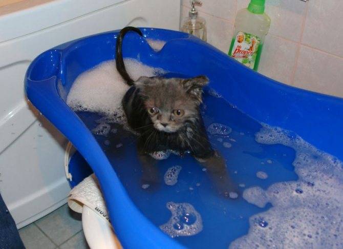 Купаем кошку правильно в домашних условиях: что делать, если она боится воды и царапается, как часто купать
