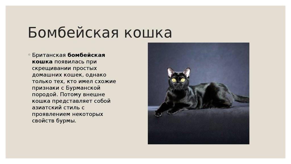 Корат: 120 фото кошки, описание породы и характера, окрас, факты о содержании