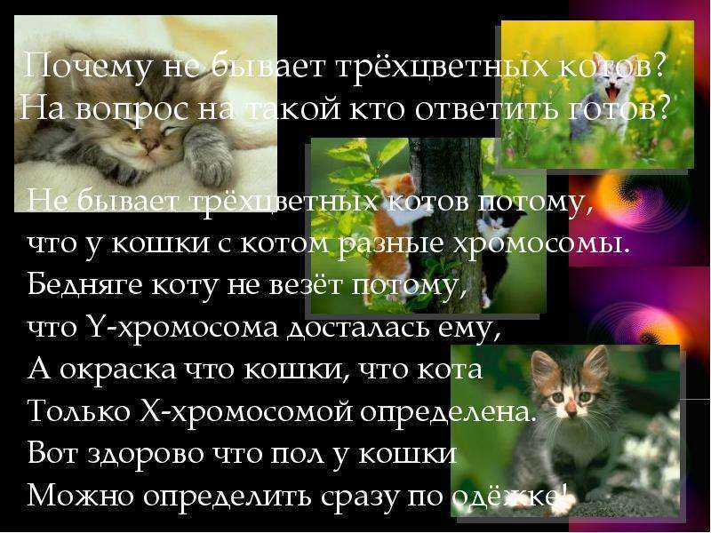 Трехцветная кошка. особенности, приметы и характер трехцветных кошек
