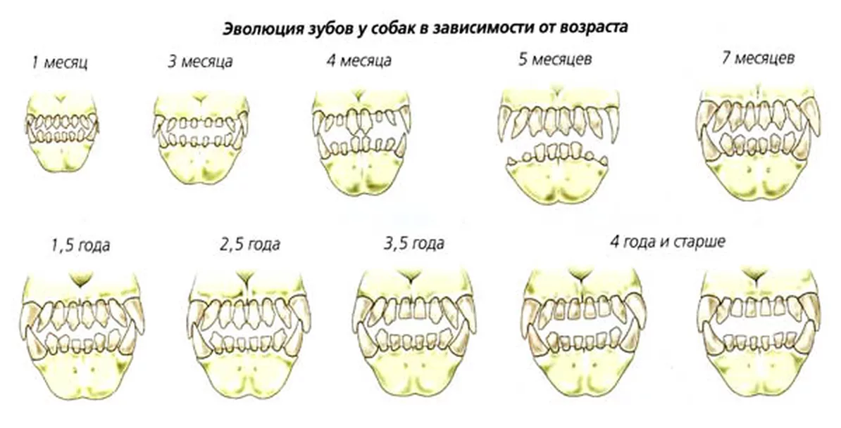 Сколько зубов у собаки
