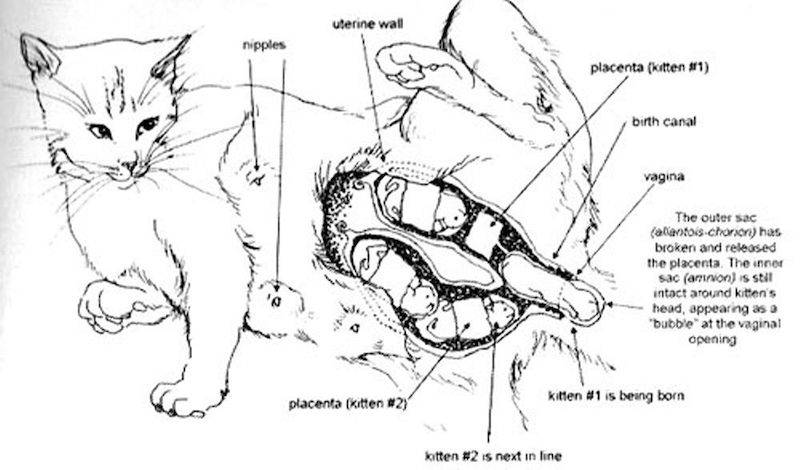 Сколько раз в год рожает кошка – частота родов