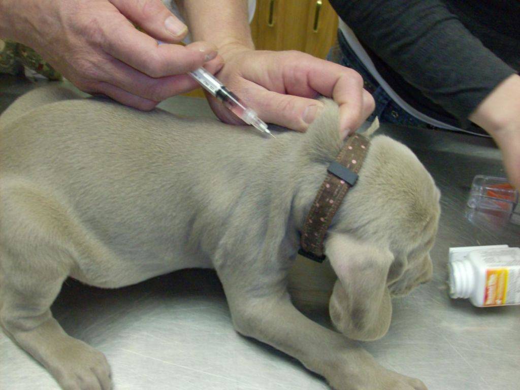Как сделать укол собаке: куда ставить инъекции щенку, осложнения