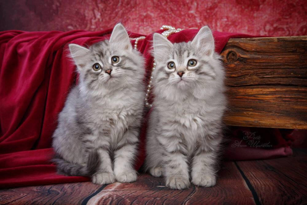 Сибирская кошка: визитная карточка россии
