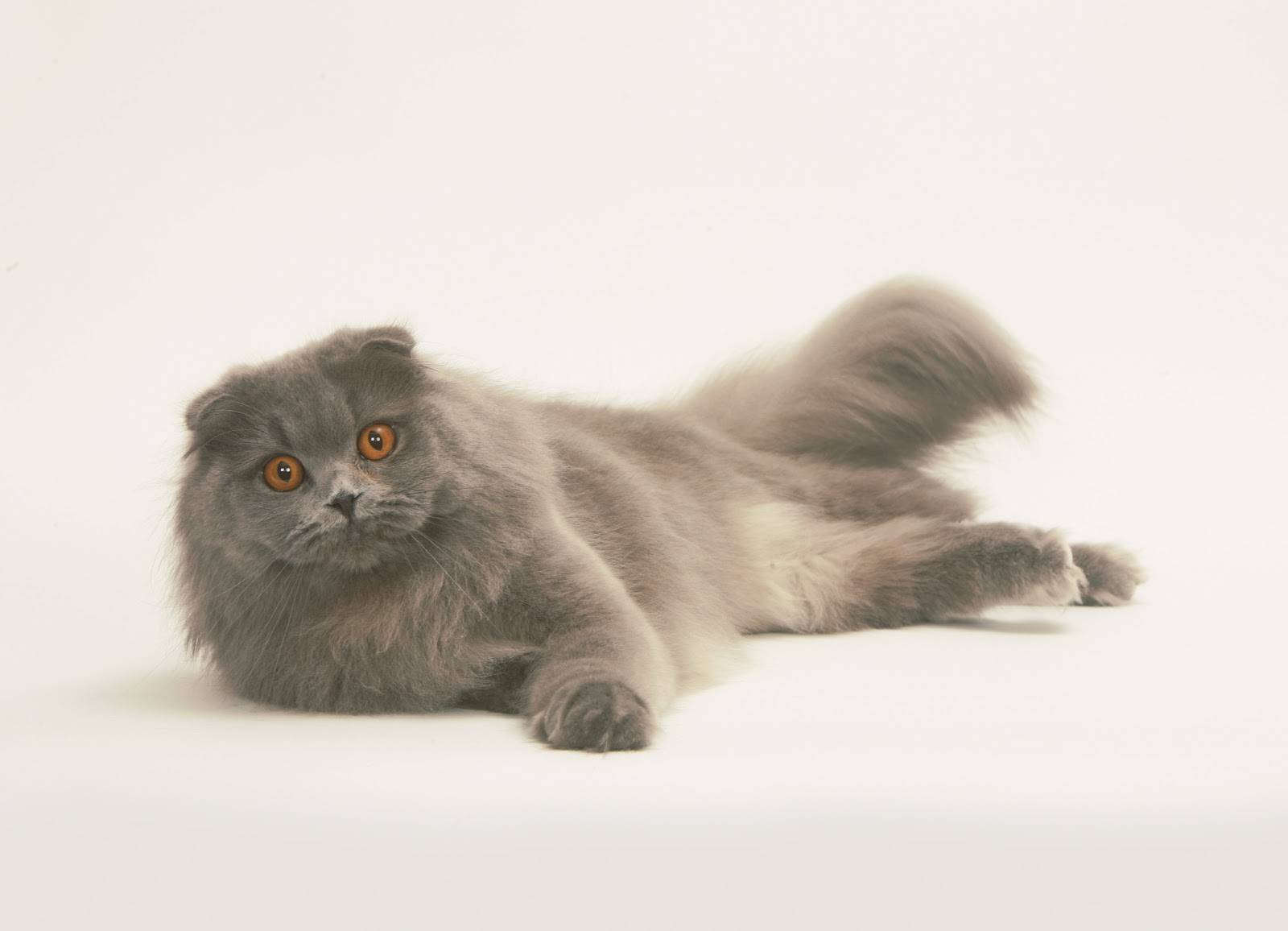 Фолд хайленд (шотландская вислоухая длинношерстная кошка) – описание породы, характер