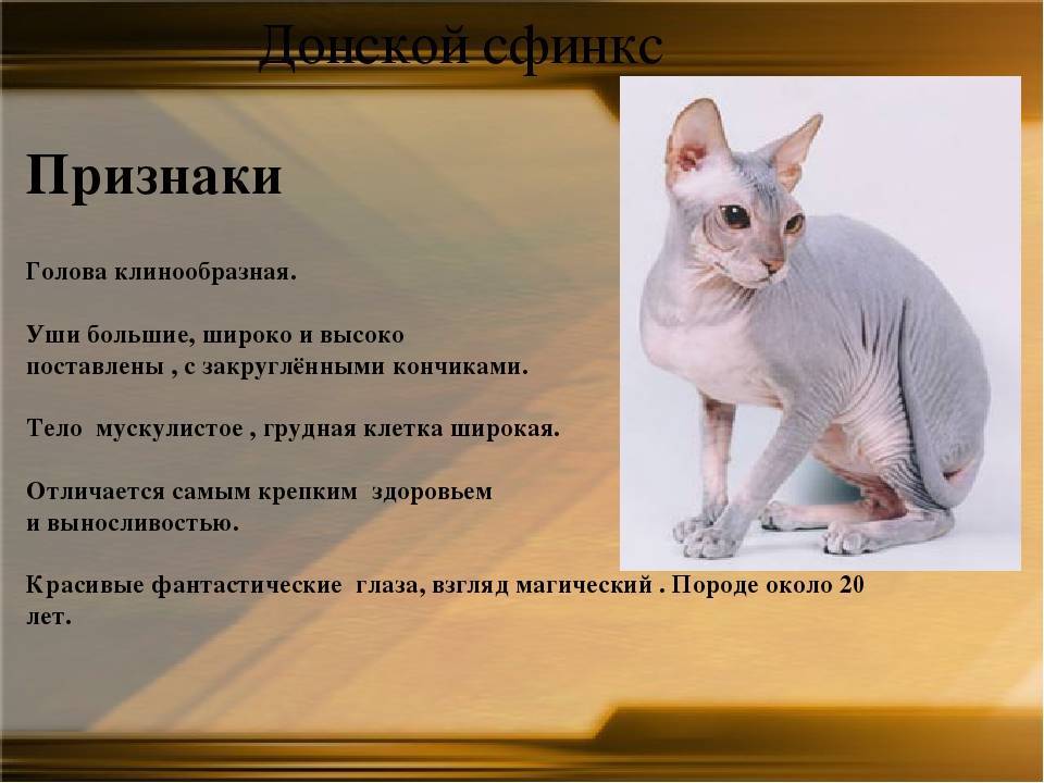 Сфинкс кошка: описание породы, внешний вид, характер лысых питомцев, уход и содержание, кормление