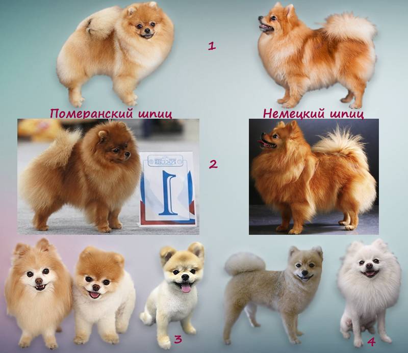 Как отличить померанского шпица от немецкого?