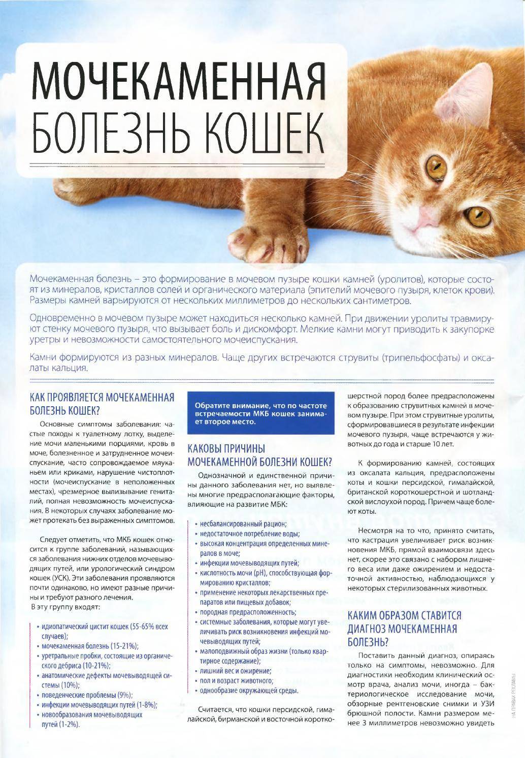 Мочекаменная болезнь кошек: симптомы, лечение и профилактика, чем кормить