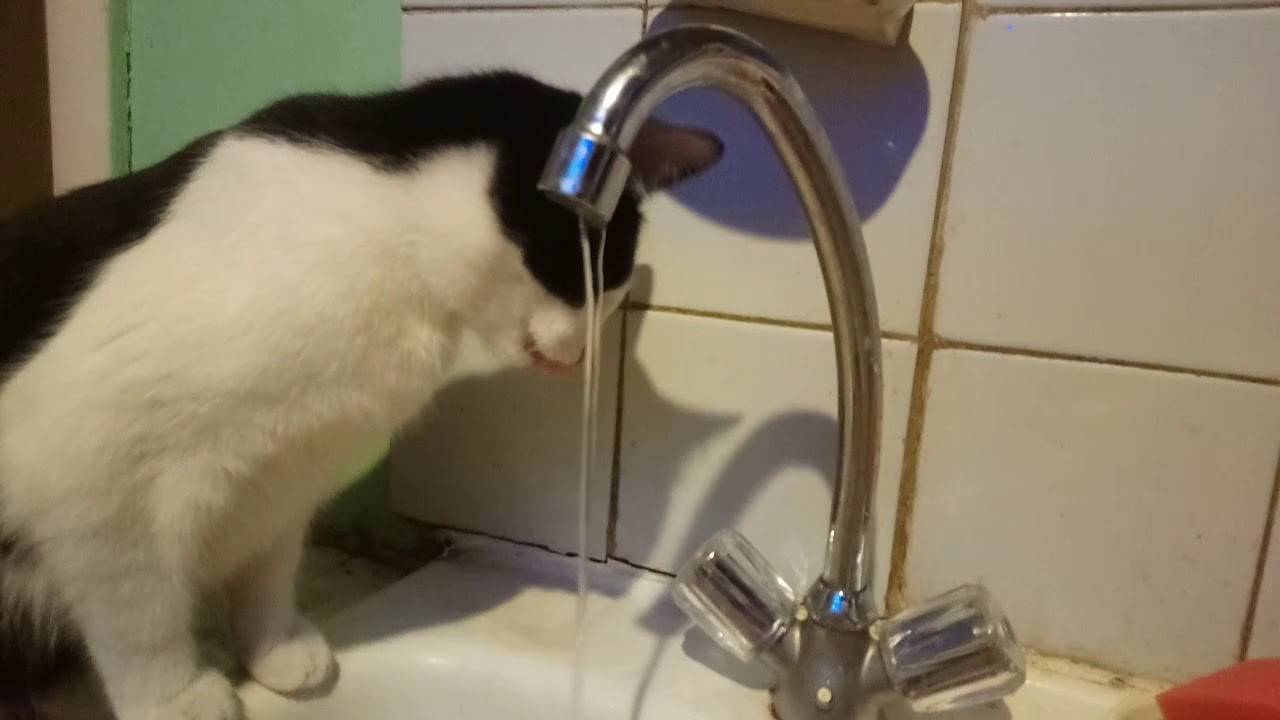 Кошка не пьет из миски