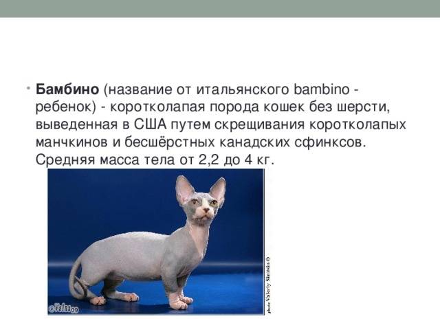 Кошка бамбино: характер и внешность питомца, содержание кота и уход за ним