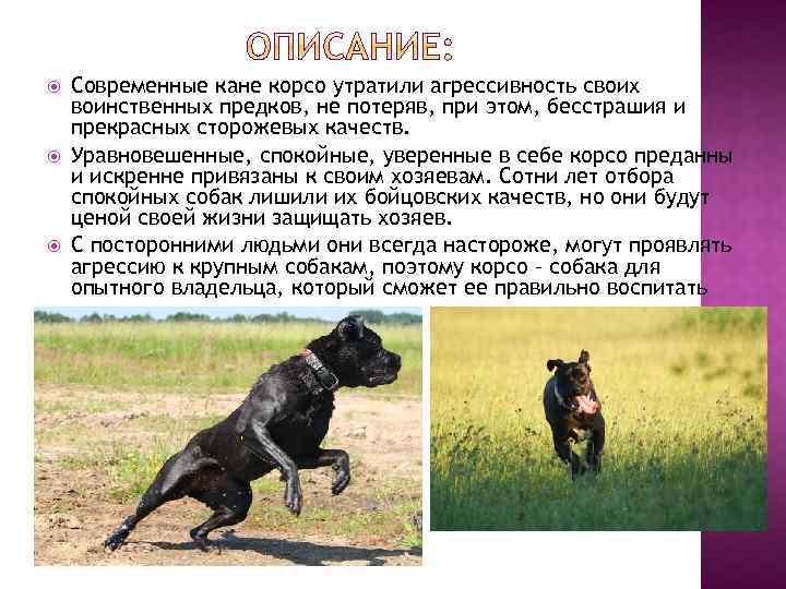 Кане корсо: продолжительность жизни и сколько лет живут питомцы в домашних условиях, а также, как повлиять на этот показатель