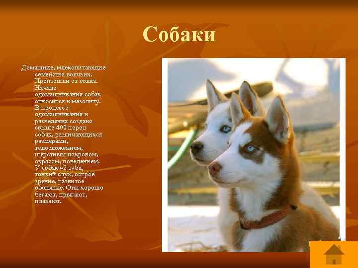 К какому виду относятся собаки: биологическая классификация, по размерам и назначению