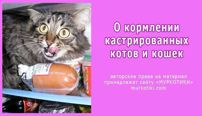 Рецепты корма для кошек и котов своими руками