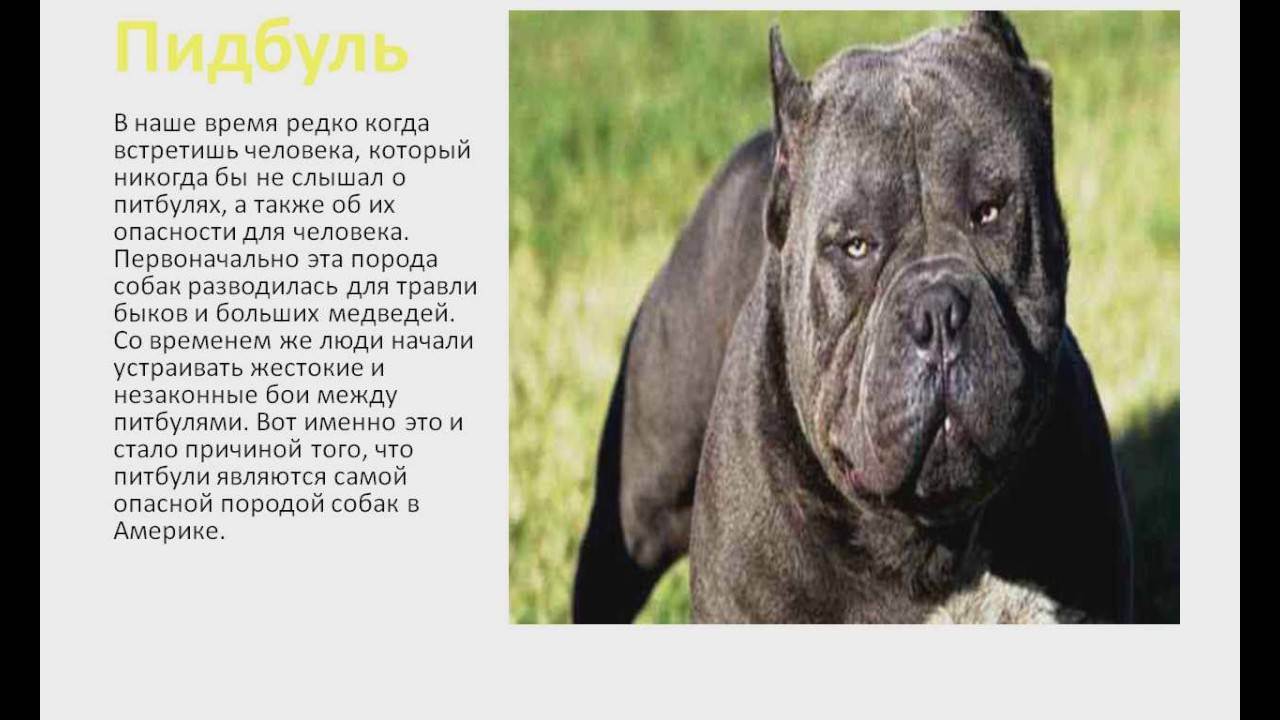 Самые опасные породы собак в мире. рейтинг всего мира. топ 5 мест