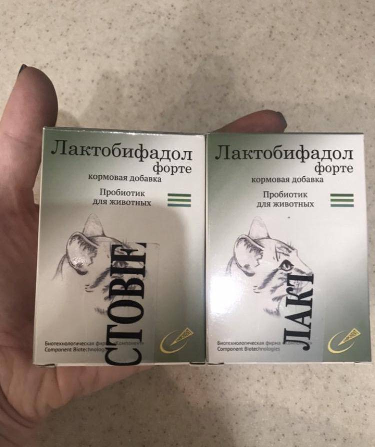 Лактобифадол для кошек: инструкция по применению препарата, содержащего бифидобактерии и лактобактерии