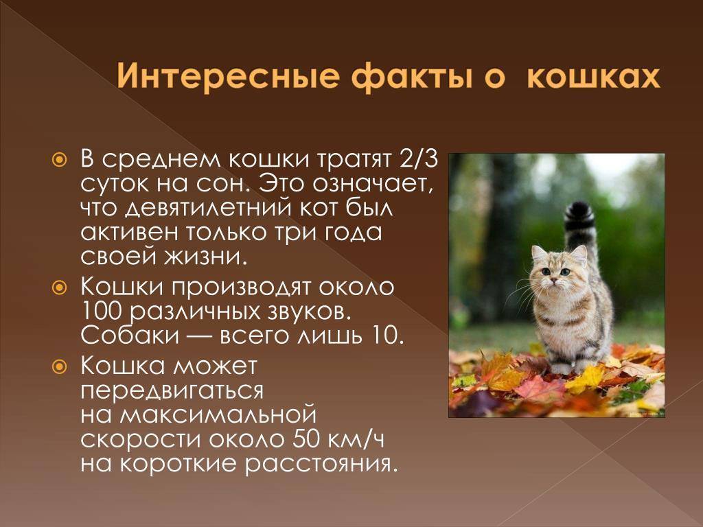Факты о диких кошках. отношение к котам в разных странах. особенности поведения котов