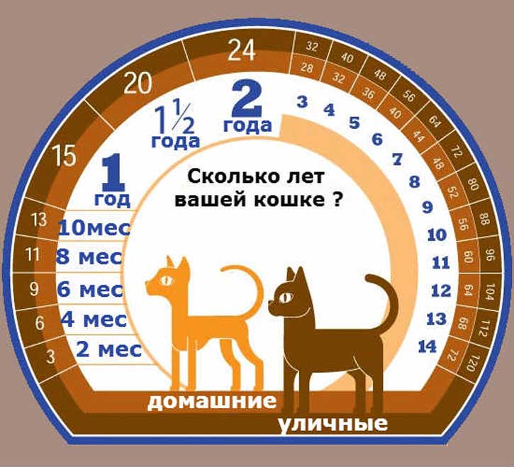 Возраст кошки по человеческим меркам: как посчитать, таблица