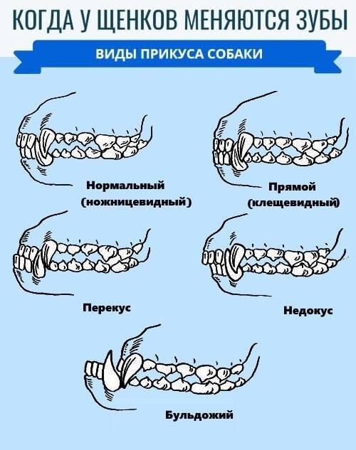 Мифы и правила ухода за зубами собаки
