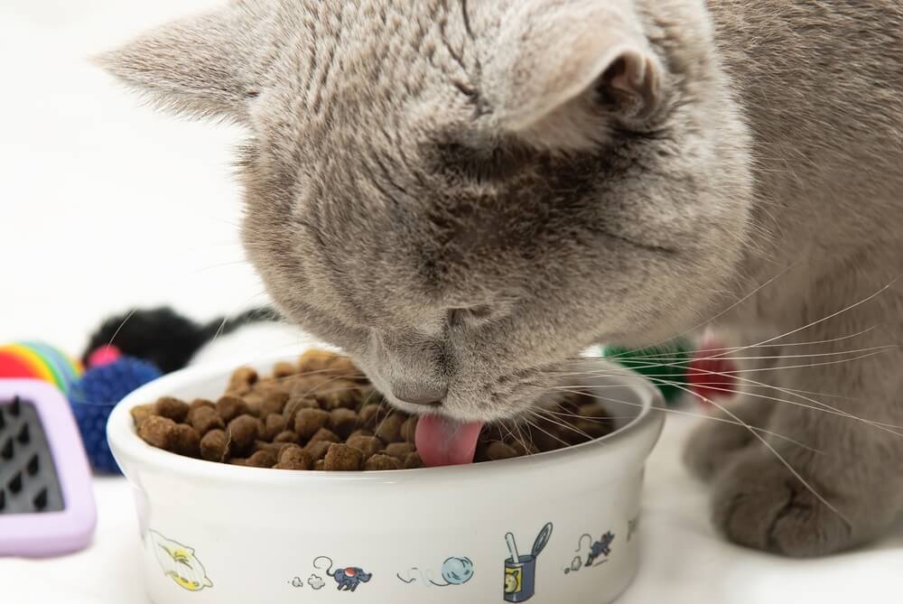 Можно ли кормить кота только сухим кормом?