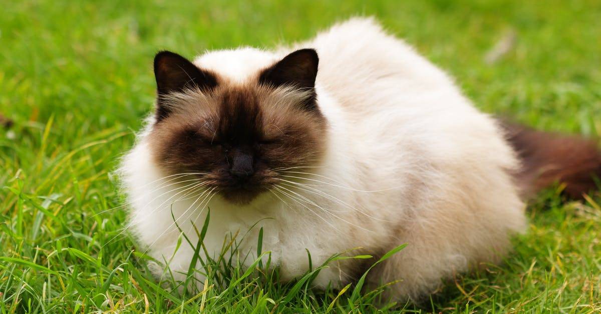 Гималайская кошка: 20 фото, описание внешнего вида и характера, цена котенка