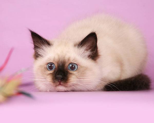 Cиамский кот: описание породы и характера, особенности ухода, цена, фото