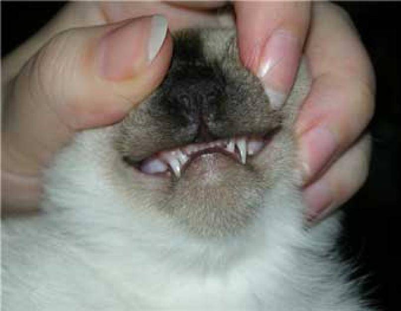 Смена зубов у кошек: когда выпадают молочные зубы?