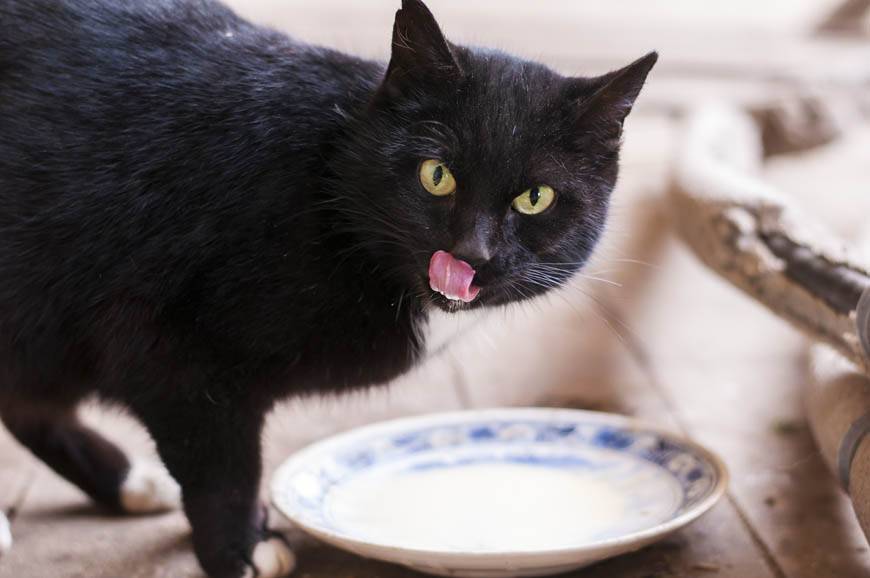 Можно ли давать кефир кошке при почечной недостаточности | my darling cats
