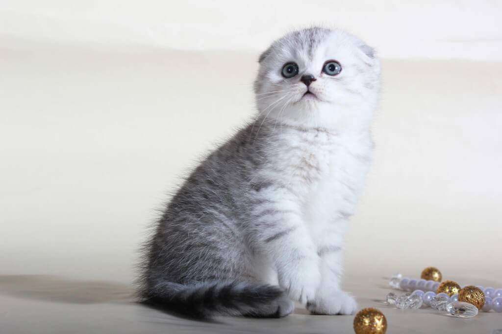Клички для шотландских вислоухих котов и кошек: лучшее имя для мальчика и девочки, как назвать котенка | medeponim.ru