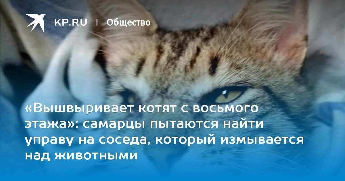 Почему и как мурлыкают кошки: причины мурчания, польза для человека