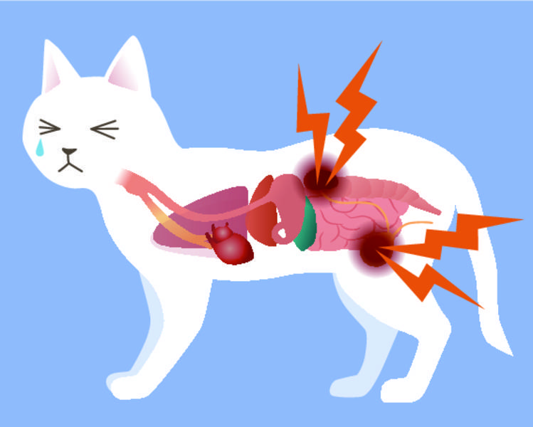 Больные почки у кота симптомы и лечение - муркин дом