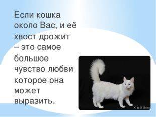 ᐉ почему кошка дрожит всем телом, кот трясется как будто замерз - zoomanji.ru
