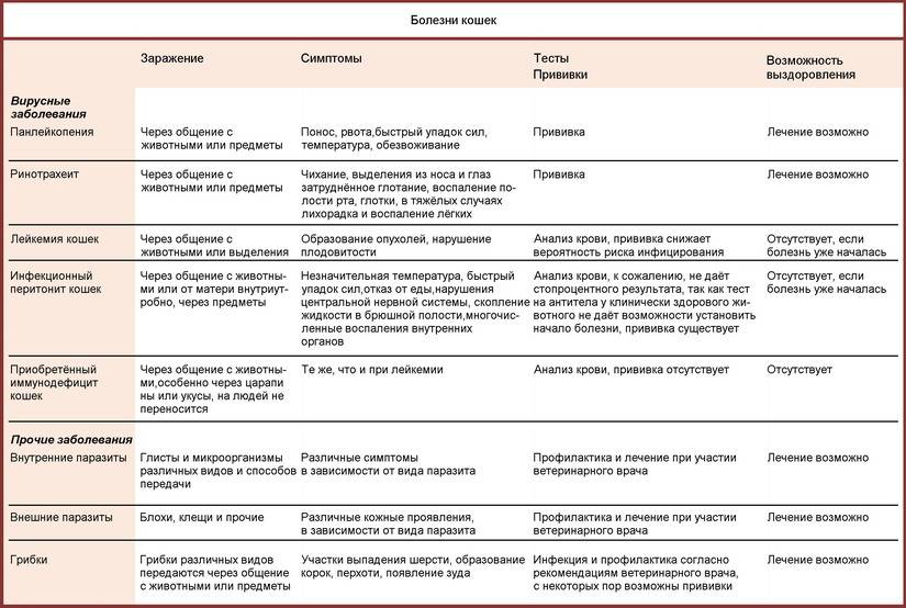 У кота рвота и понос с кровью: лечение, причины
