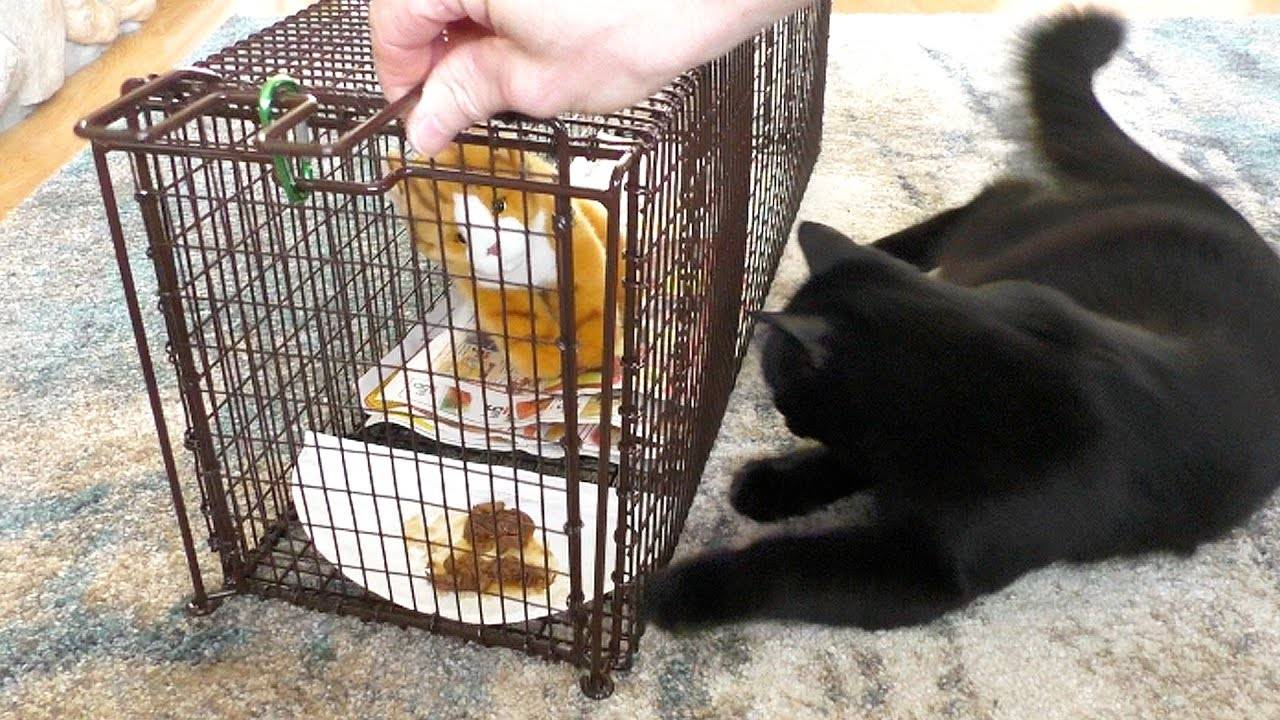 Как выманить кошку из укрытия – как достать кота?