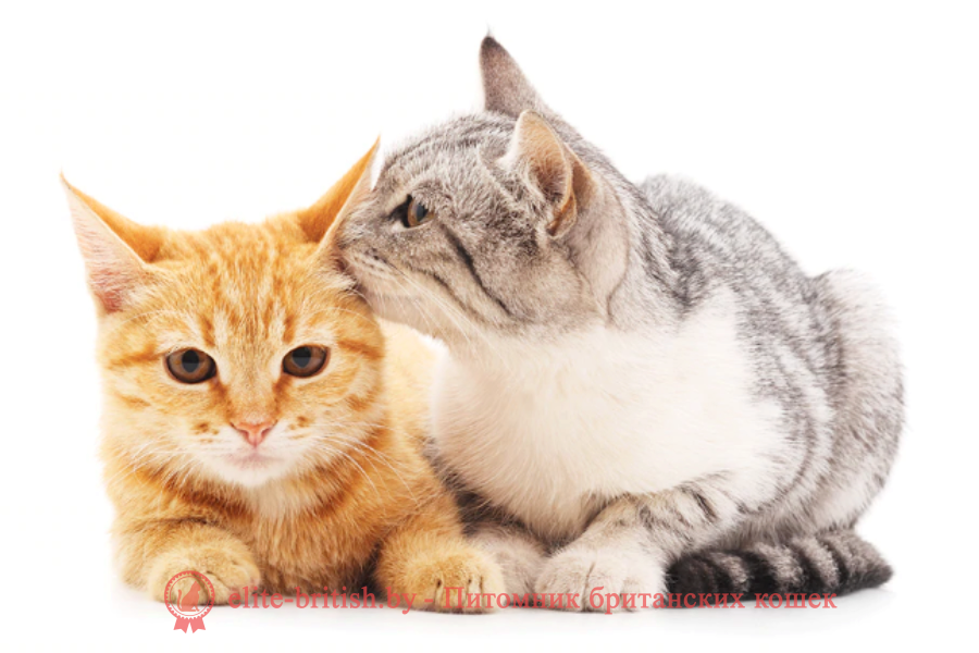 Как свести кошку с котом первый раз: особенности и полезные советы