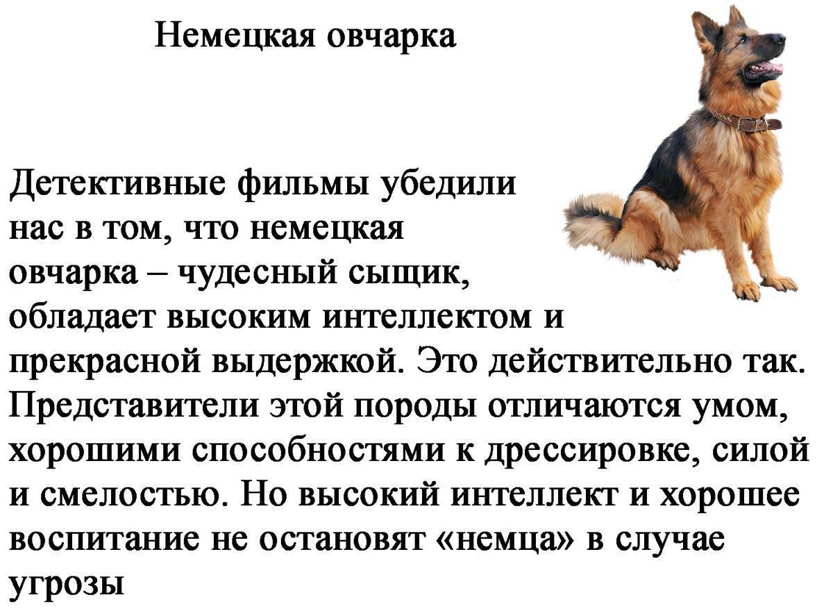 Топ-10 самыз бойцовских пород собак с фото и видео | pet7
