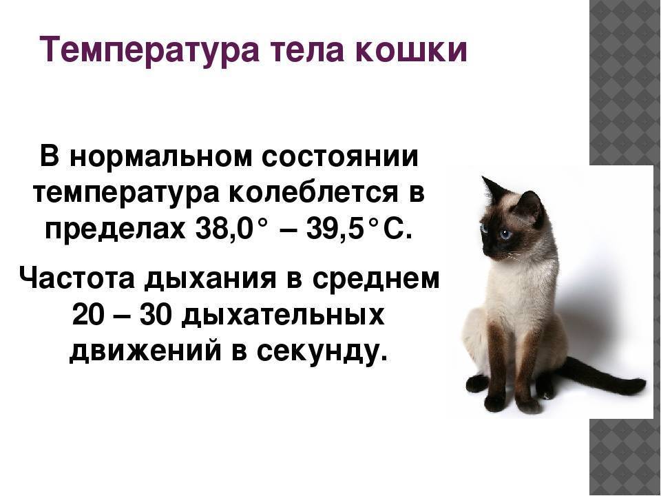 7 причин повышенной температуры тела у кошек