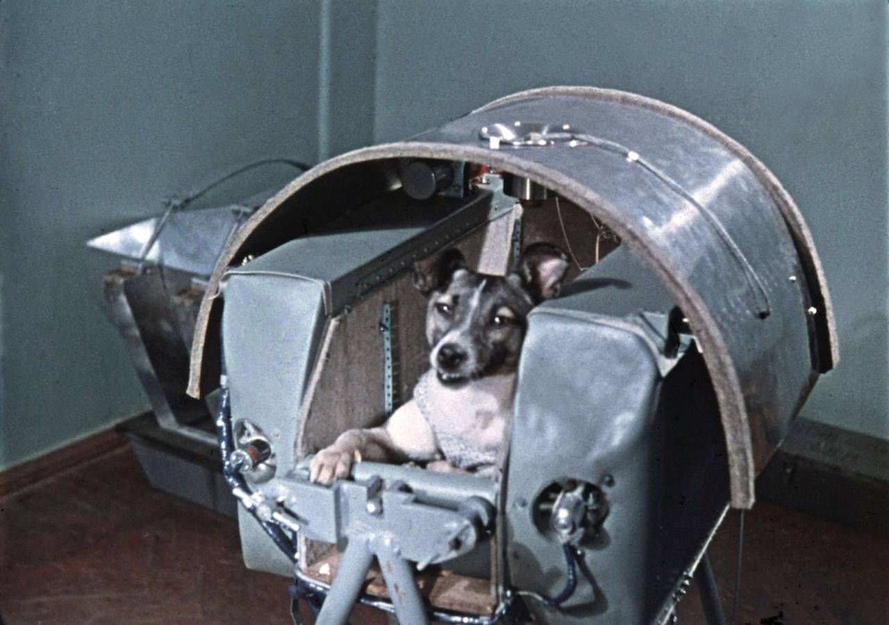 Какая собака была первая в космосе