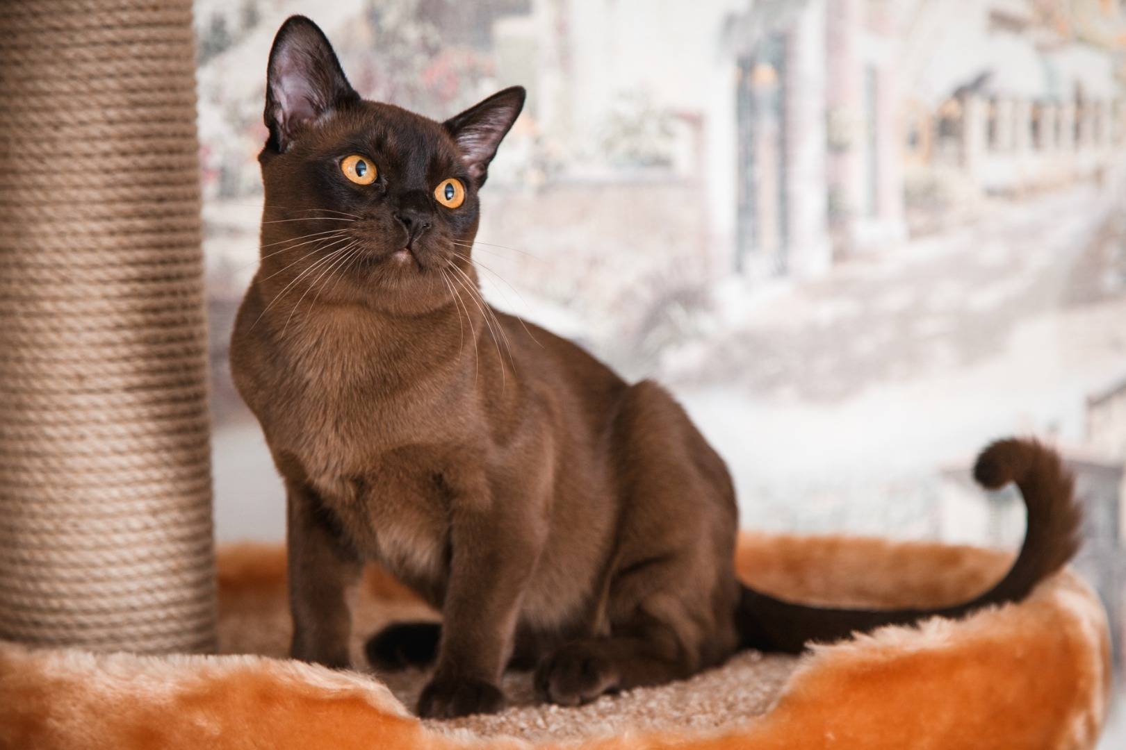 Бурманская порода кошек: описание-40 фото всех окрасов-котята