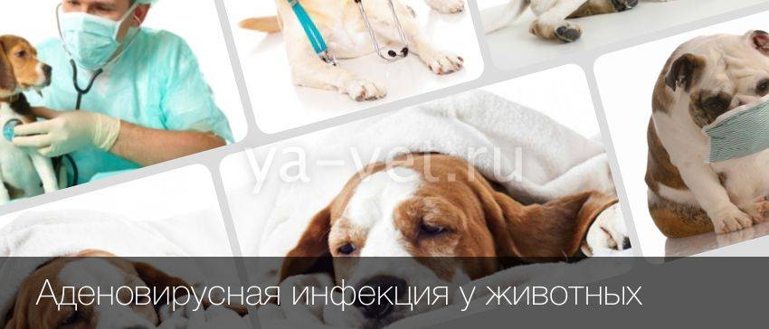 Аденовирусная инфекция у собак