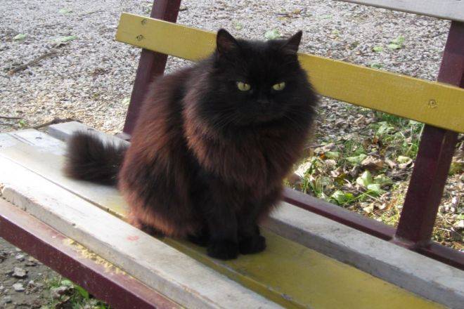 Йоркская шоколадная кошка: подробное описание, фото, купить, видео, цена, содержание дома