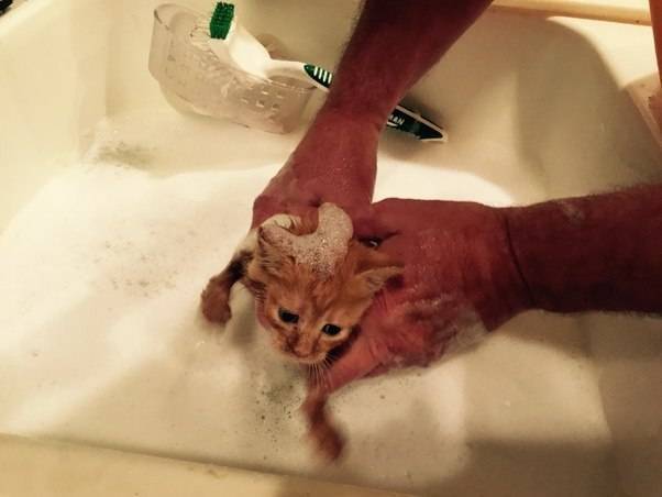 Как помыть котенка - основные правила
как помыть котенка - основные правила